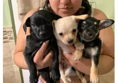 Charming Chihuahua Puppy for Sale: Take Home Your New Friend							