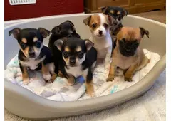 Discover Chihuahua Puppies Near Me: Ready for New Homes							