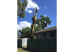 Tree Lopping Sydney