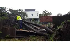 Tree Lopping Cutting Northern Beaches